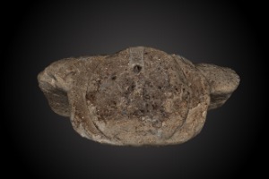 Testa Leopardi di Loreto Aprutino